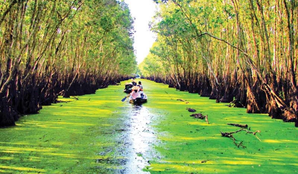 tour đi rừng tràm trà sư 1 ngày