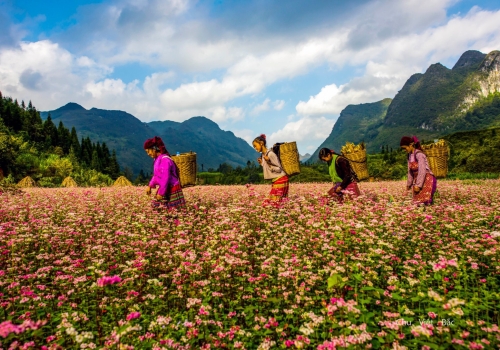 HA GIANG TOUR | 3D2N | FROM HA NOI