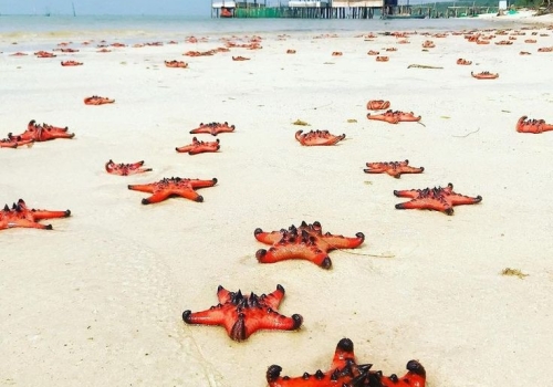 RACH VEM STARFISH BEACH TOUR | 1 DAY