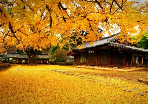 TOUR HÀN QUỐC MÙA THU SEOUL- NAMI - EVERLAND 4N4Đ