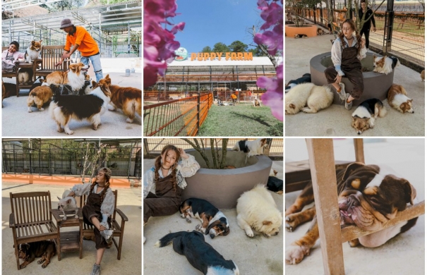 Nông trại cún Puppy Farm: Xứ sở cho người yêu cún ở Đà Lạt